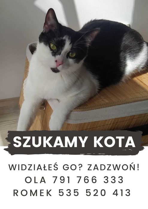 Zaginął kot czarno-biały na Małym Kacku, ulica Leśna w Gdyni!
