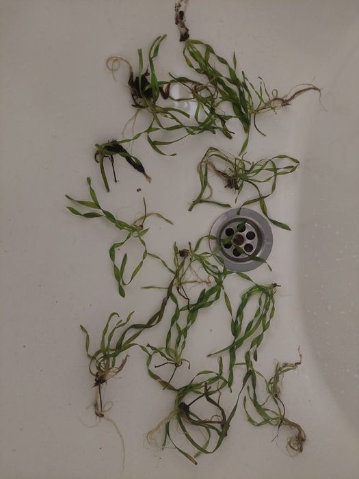 Продам аквариумные ростение Валлиснерия спиральная