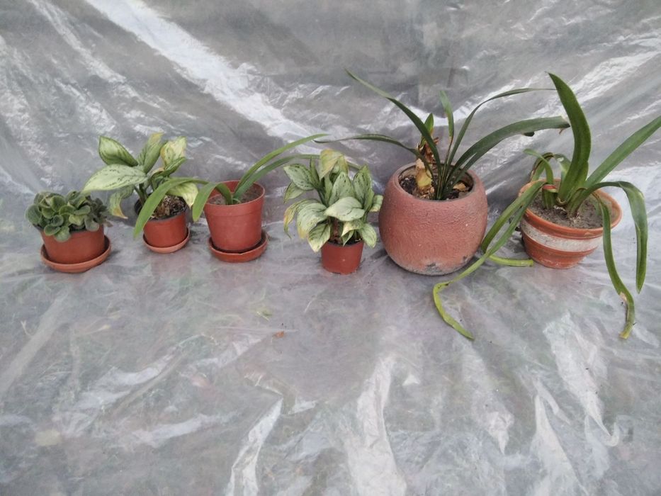 Комнатный цветок восковик традесканция декабрист алое хойа сансивиерия