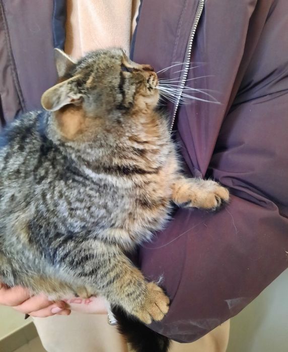 Кицуні в добрі руки