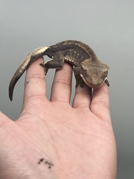 Gekon orzęsiony samiec możliwe terrarium