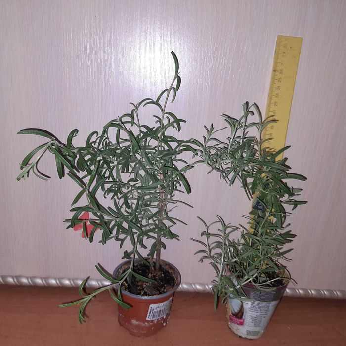 Розмарин у горщику