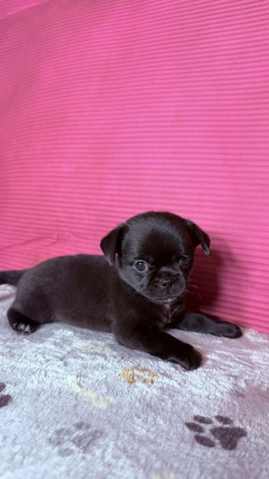 Chihuahua xs czarny piesek gotowy do odbioru.