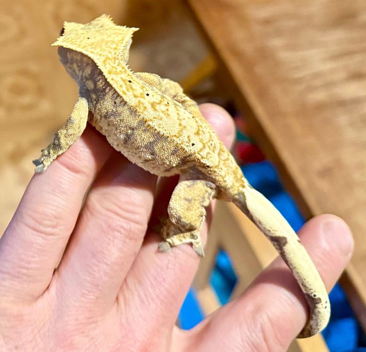 Gekon orzęsiony Crested gecko samica, okazja