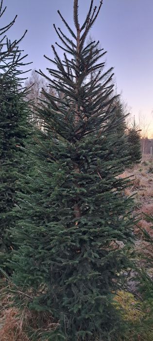 Choinki z plantacji 2,5-4 metry DUŻE.