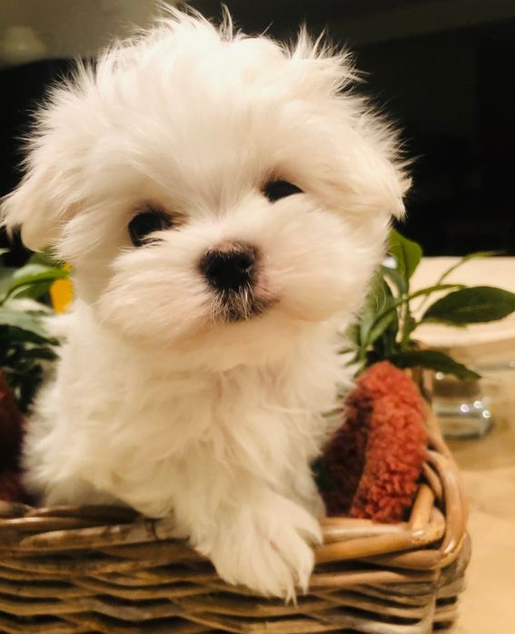 Maltańczyk 9 tygodni Sochaczew • OLX.pl