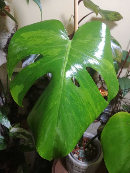Monstera Green on Green Variegata GoG Large F philodendron filodendron