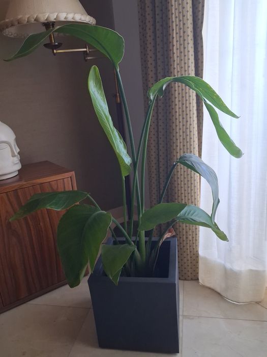 Vaso imitação  de xisto com planta