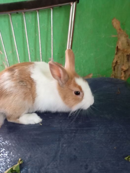 Sprzedam samczyka miniaturkę