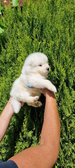 Piekna suczka Samojed