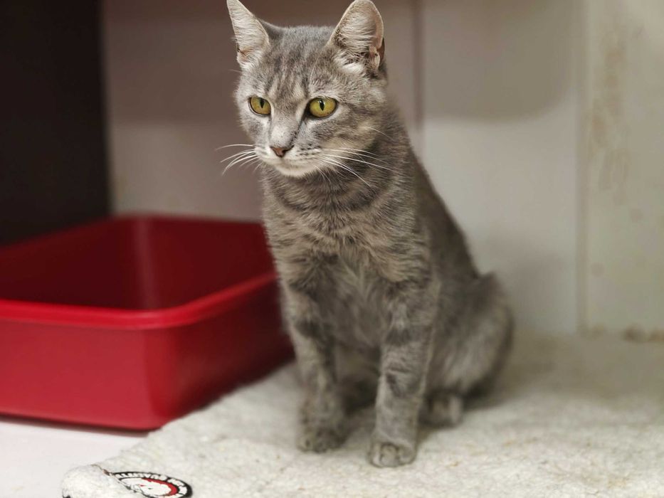 Допоможіть милій кицюні Греї, щоб не довелося їй виживати на вулиці!