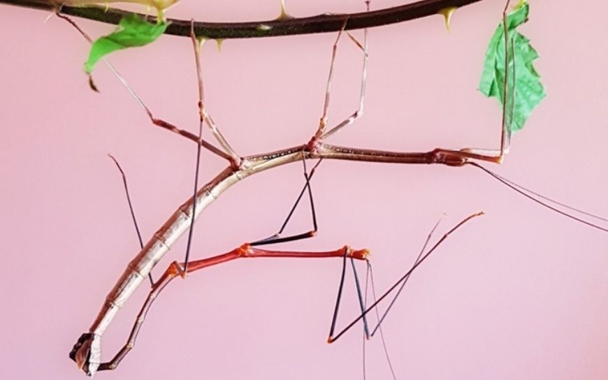 lonchodiodes sp. “ilocos” Паличник богомол