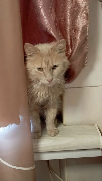 Котик Персик в лобляу родину