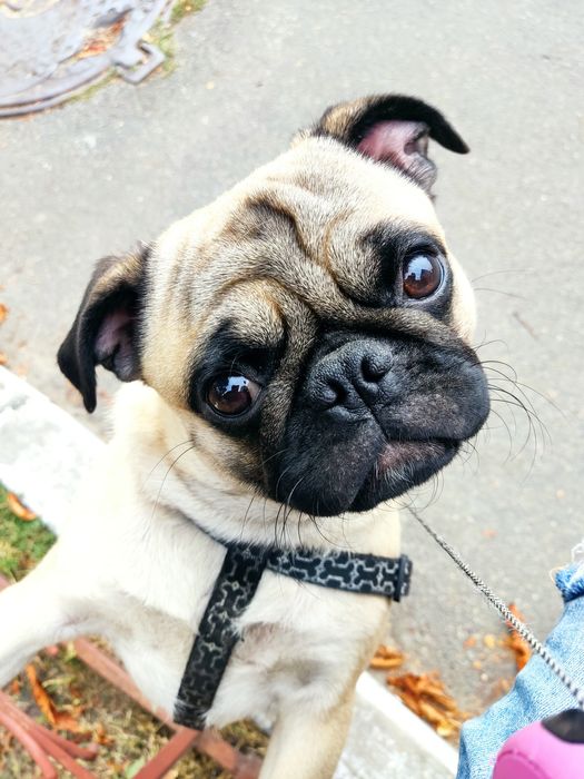 Дорослий хлопчик в розквіті сил шукає гарну дівчину для кохання.