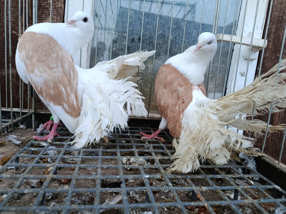 Pawiki gołębie  pary