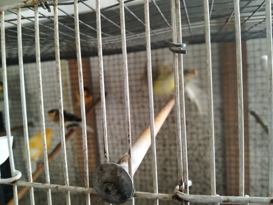 Canários frisados parisienses e frisados do norte