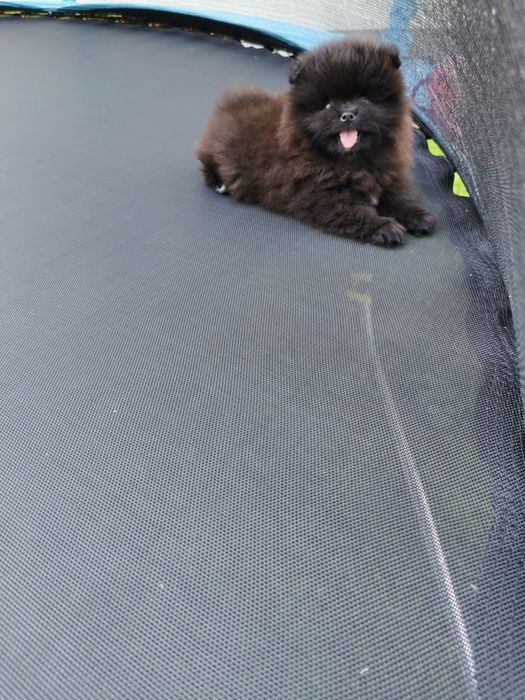 Szpic miniaturowy pomeranian piesek