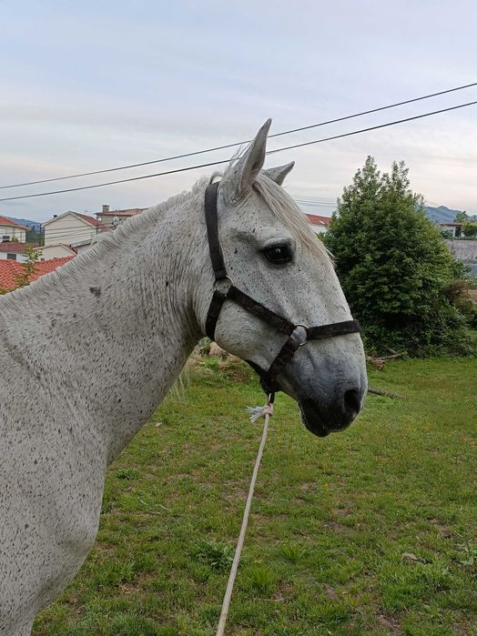 Vendo cobriçoes cavalo lusitano