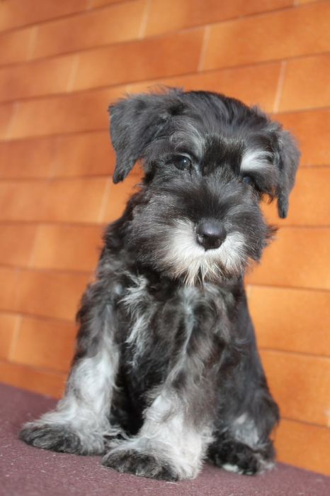 Мальчик цвергшнауцер