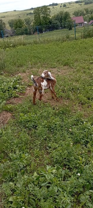 англонубійска козичка