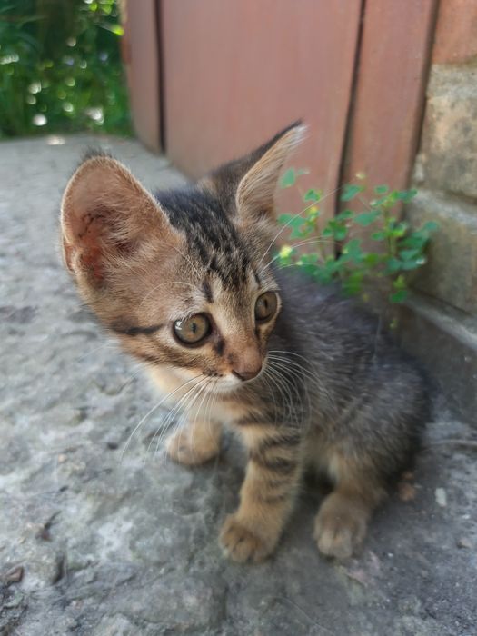 Продам котика за договірною ціною