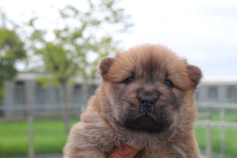 Cachorro Chow-Chow com LOP
