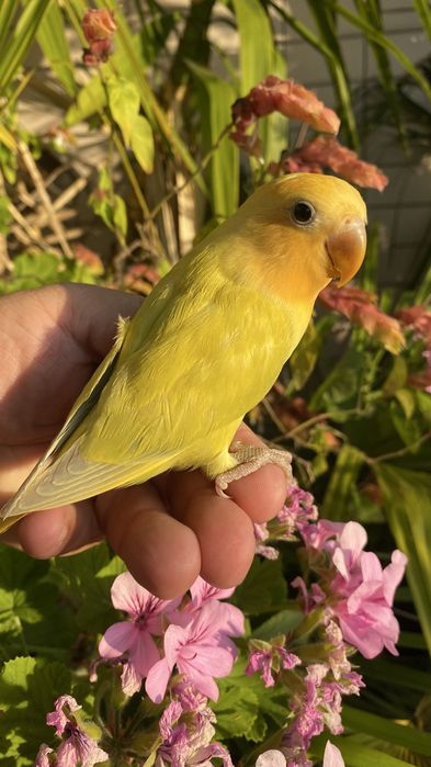 Agapornis domesticado