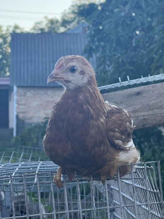 Продам підрощіх курочек!