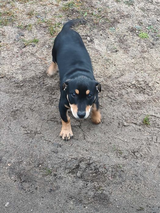 Oddam pieska szczeniaka