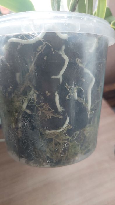 Продам катлея людеманіана