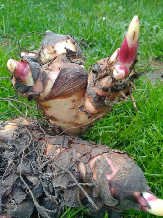 Kanna ogrodowa (paciorecznik) cena za kilogram