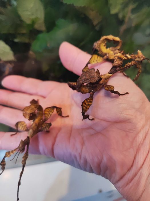 Straszyki australijskie