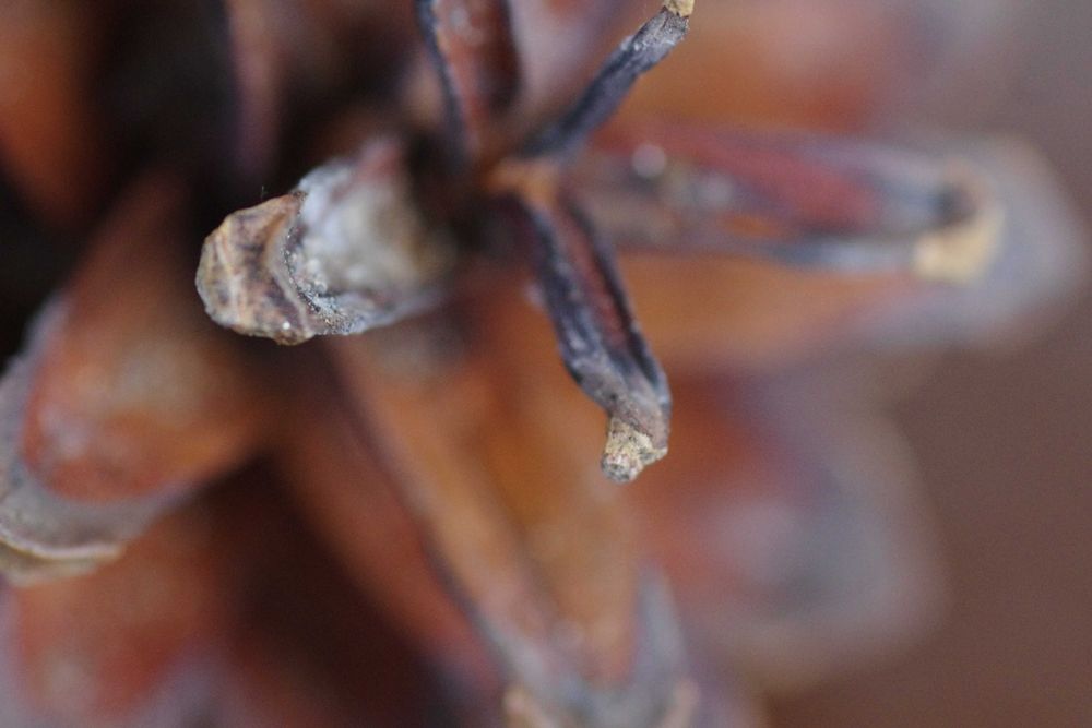 Obiektyw Pentax K 100 mm f/2.8 D-FA Macro