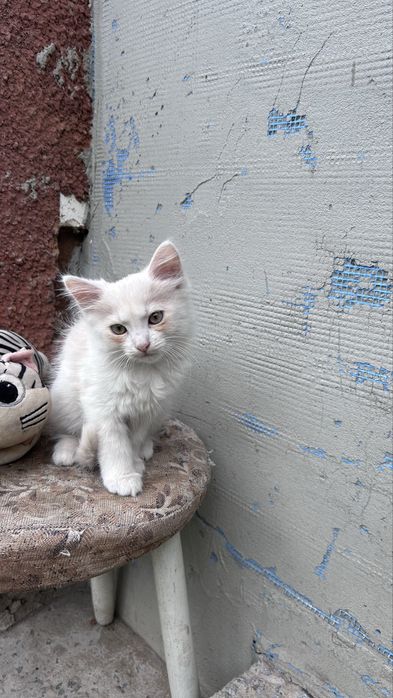 Кошеня в пошуках родини