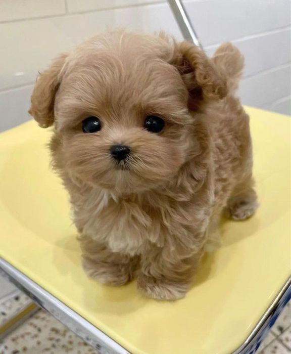 Якісні Мальтипу мини бейбі фейс