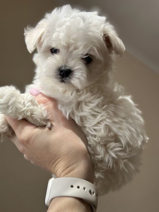 Мальтезе.цуцики-хлопчик