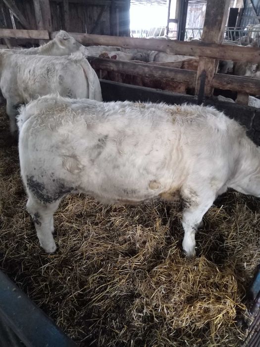 Charolaise jałówki