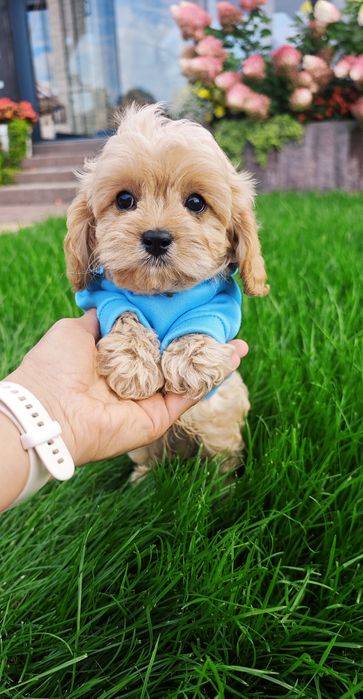 **Cavapoo**cudowny chłopiec!