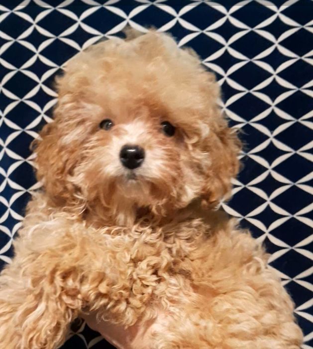 Шикарна карамельна дівчинка чекає родину