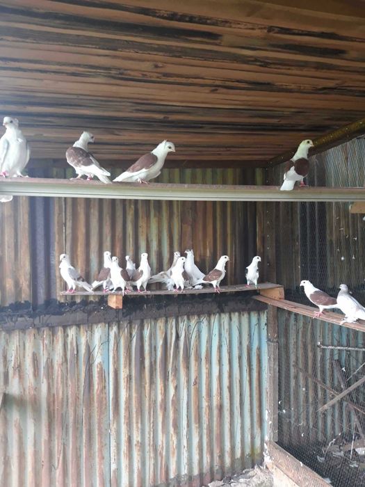 Sprzedam mewki młode