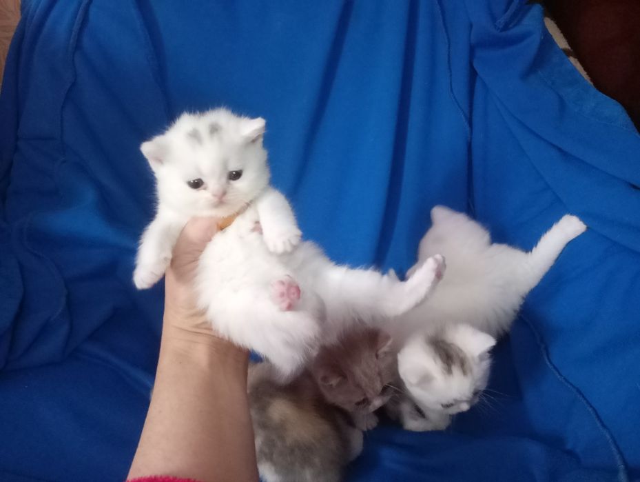 Британские котята