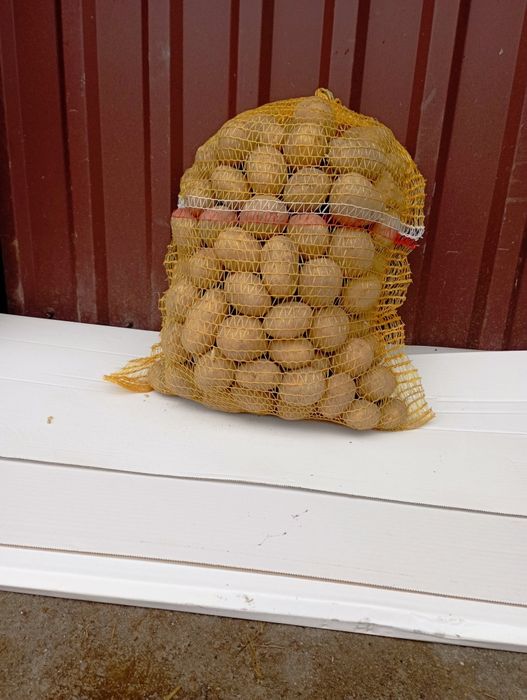 Ziemniaki z własnego pola