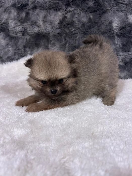 Spitz anão / lulu pomerania