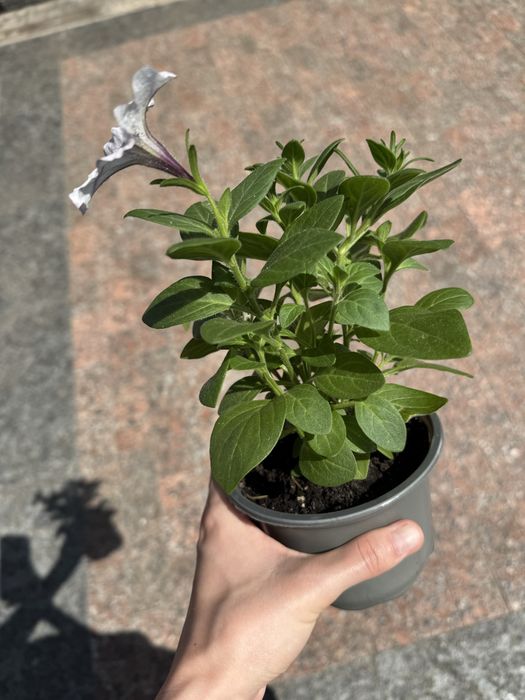 Петунія петуния петунья