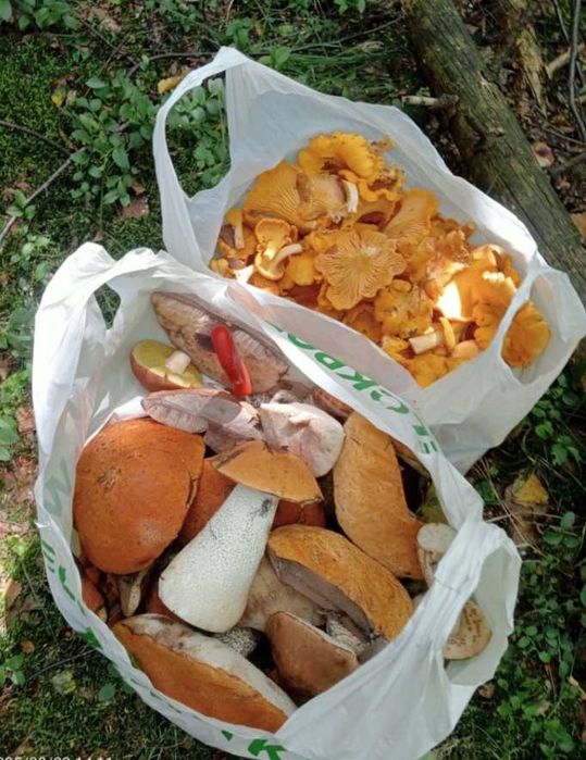 Suszone Grzyby w słoju około 100gram