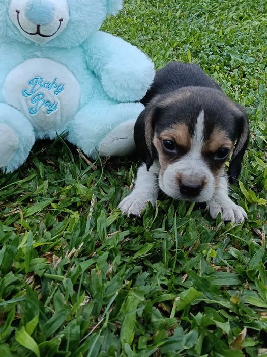 Beagle macho maravilhoso