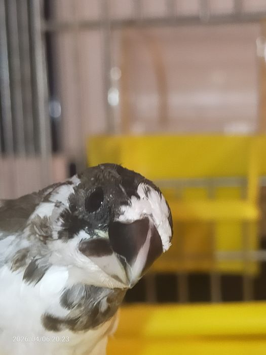 Sprzedam Mewki Japońskie szeki.