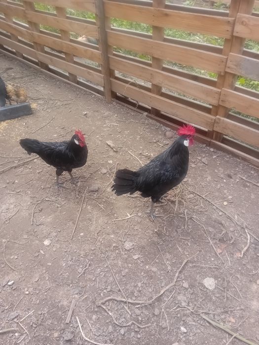 Frangos/ casais de várias raças