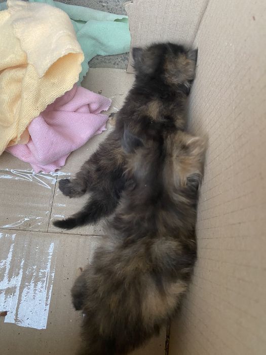 Віддаємо кошенят в добрі руки