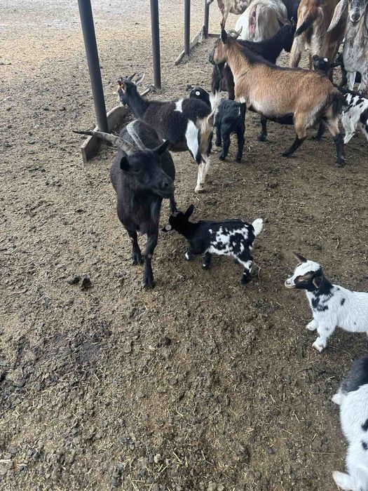 Камерунский козы карлики гномы